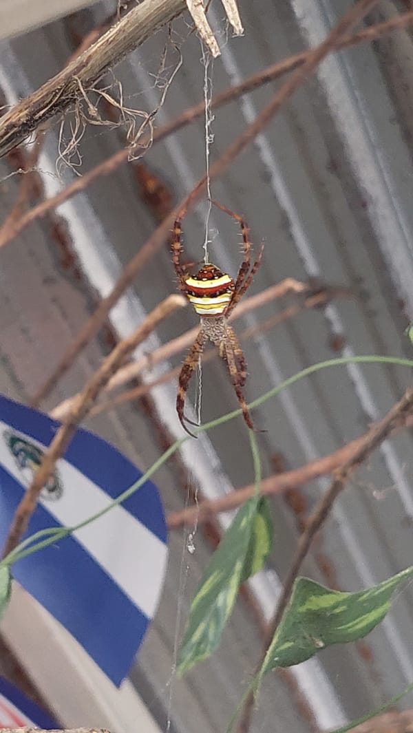 Argiope spider documented in web in Ko Samui, Thailand