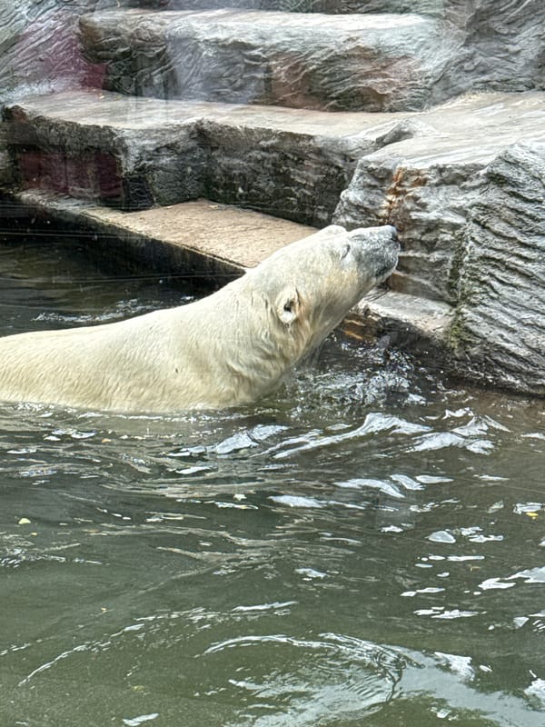 Morning walk through Prague Zoo, animals up close