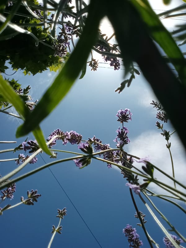Lavender in bloom on a summer afternoon in Chișinău