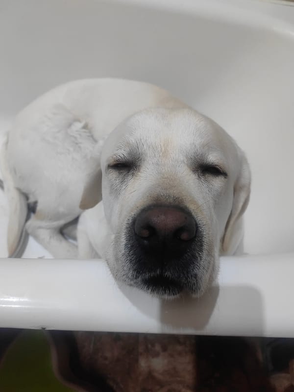 White Labrador found sleeping peacefully in bathtub