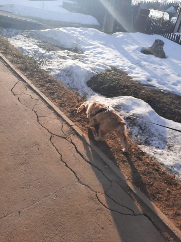 Morning dog walk through snowy Krasnogorskoye streets