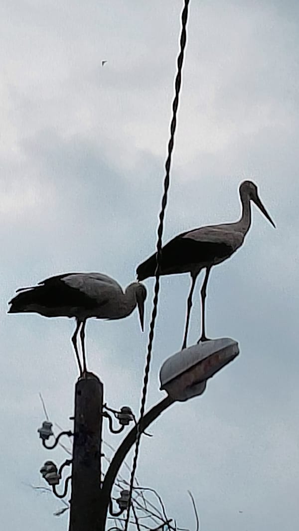 White storks observed nesting on urban utility pole