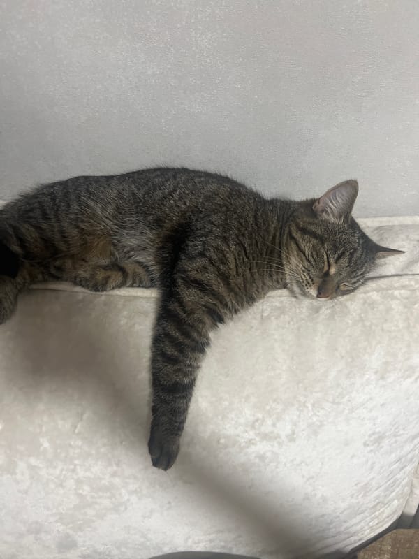 Tabby cat deep asleep on a white cushion, Votkinsk