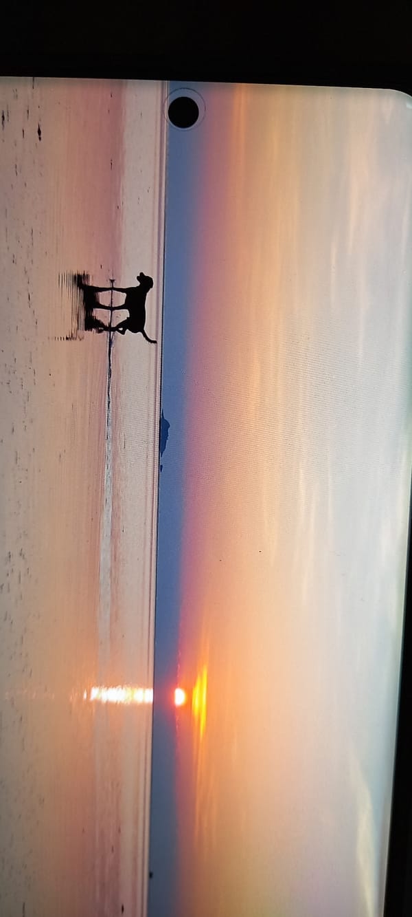 Animals photographed during sunset hours in Baan Chaloklum, Thailand