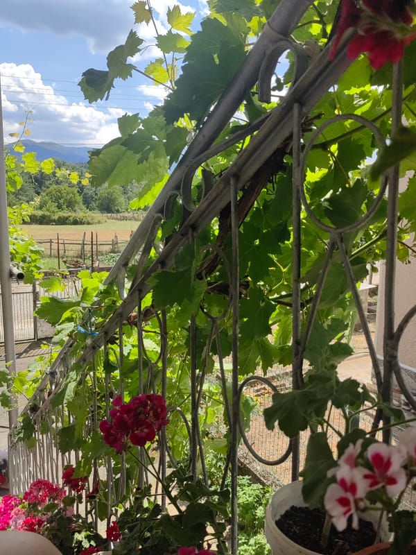 Summer morning in a Bulgarian village garden