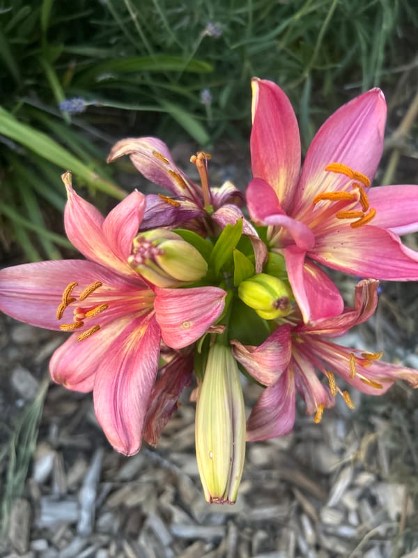 London evening scenes capture blooming lilies and outdoor dining