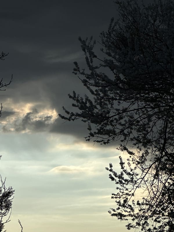 Morning sky viewed through tree branches in Slavyani, Bulgaria