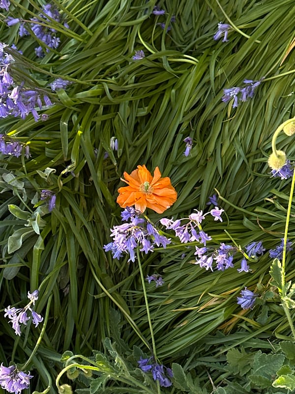 Spring blooms and casual moments documented in Coquitlam