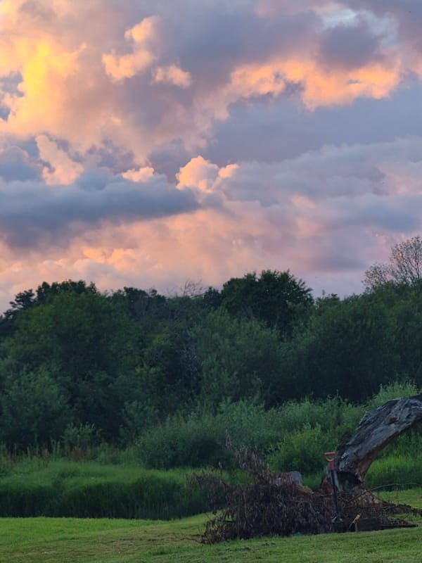 Golden hour nature walk — skies, meadows, and wildflowers