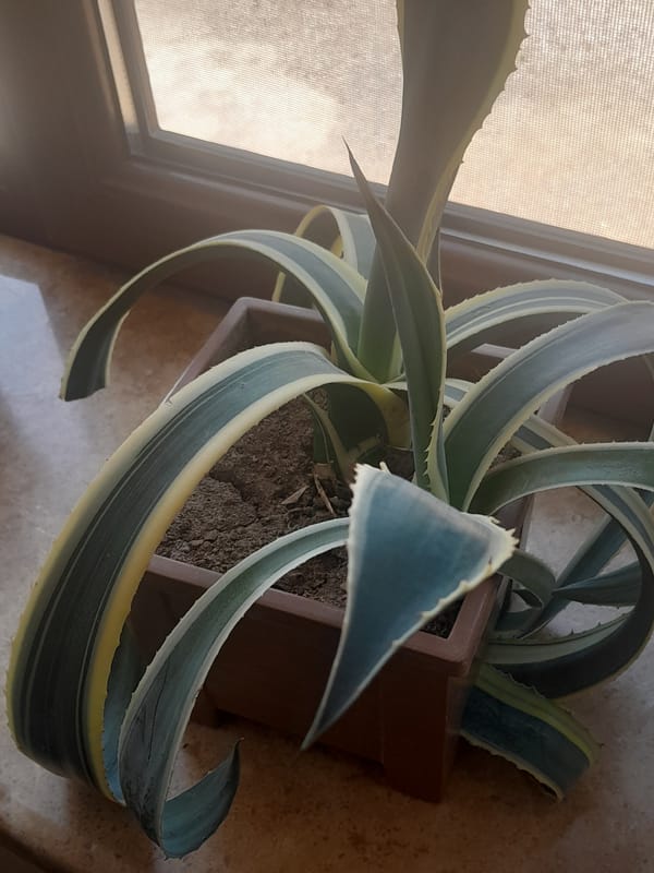 Morning memories capture indoor plants and casual human moments