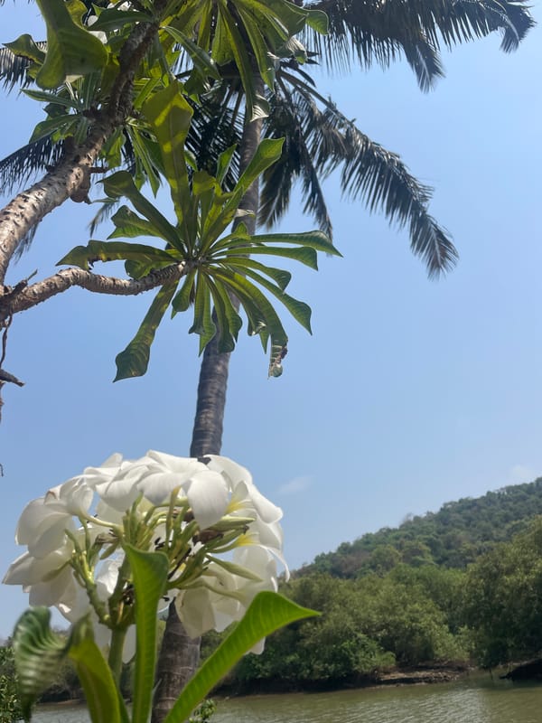 Morning scenes captured around Marna, India's tropical landscape