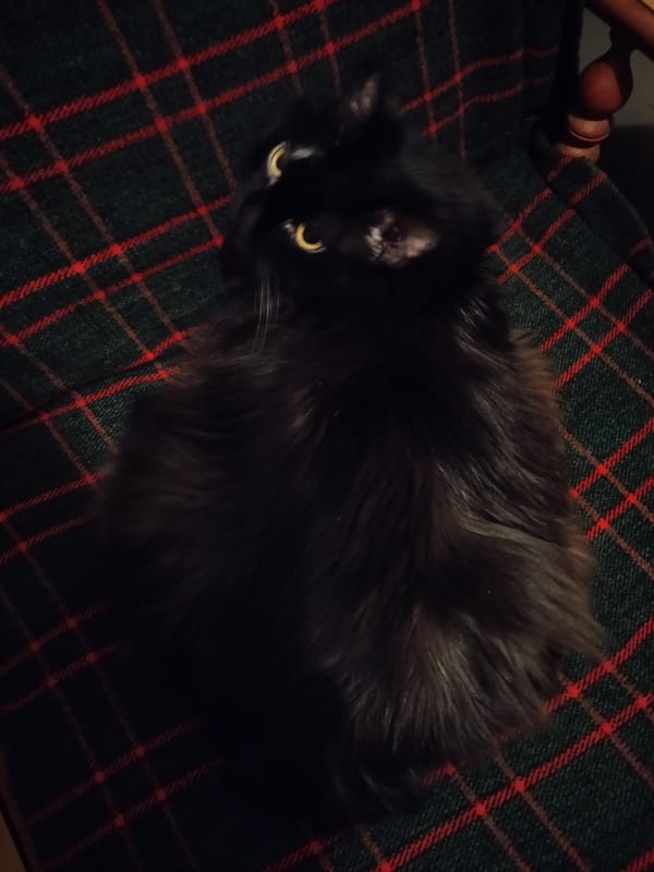 Black cat rests on plaid blanket in Ternopil