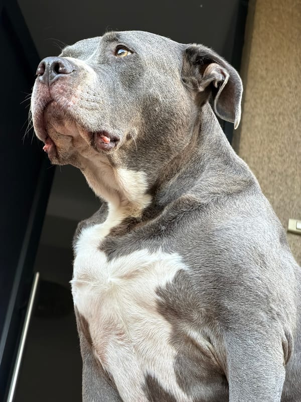Pets, wheels, and blue skies in Esch-sur-Alzette