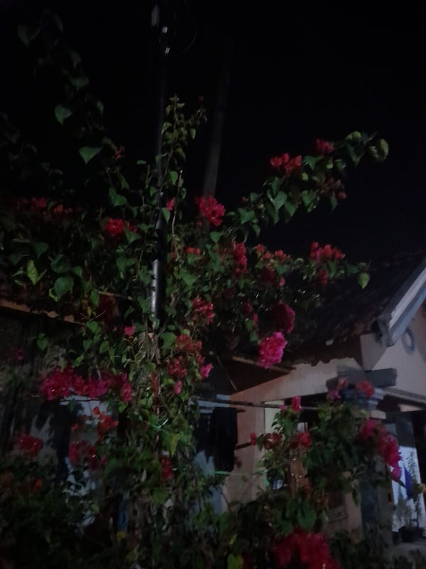 Night stroll around a Pulokulon home, bougainvillea in bloom