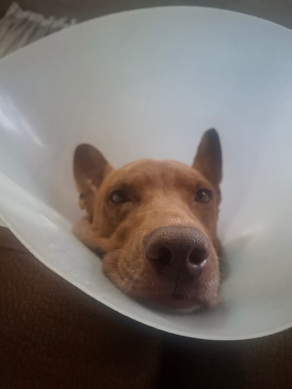 Dog spotted wearing medical cone in Mexican home