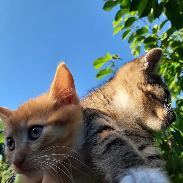 Afternoon photo roll: kittens, flowers, and outdoor scenes