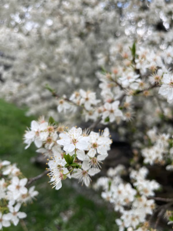 Spring flowers and garden pathway documented in Apriltsi, Bulgaria