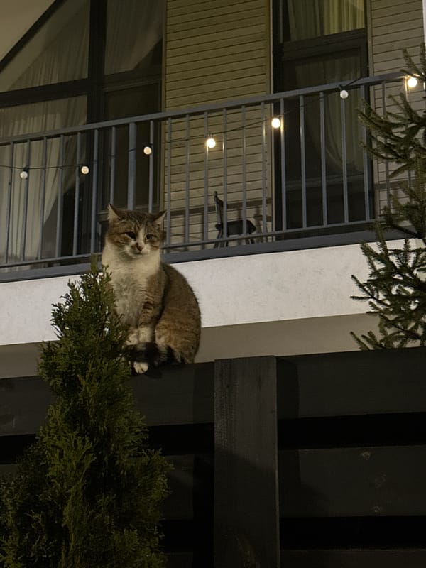 Tabby cat photographed on bush at night in Irpin
