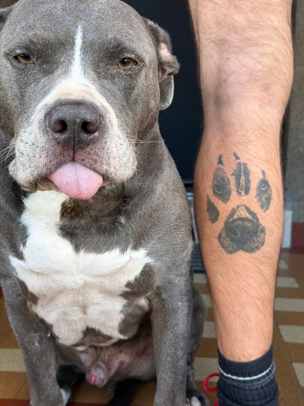 Chilling with a grey pit bull in Luxembourg