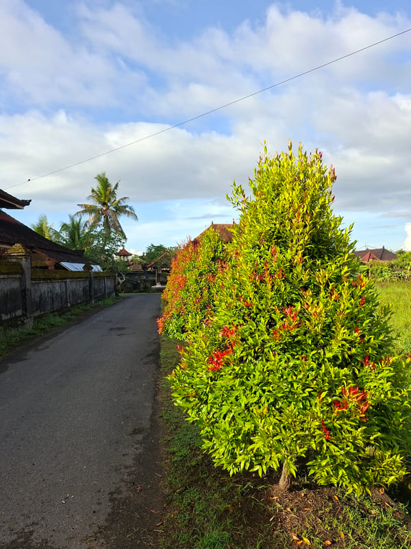 Tropical garden tour documented in Lodtunduh, Indonesia