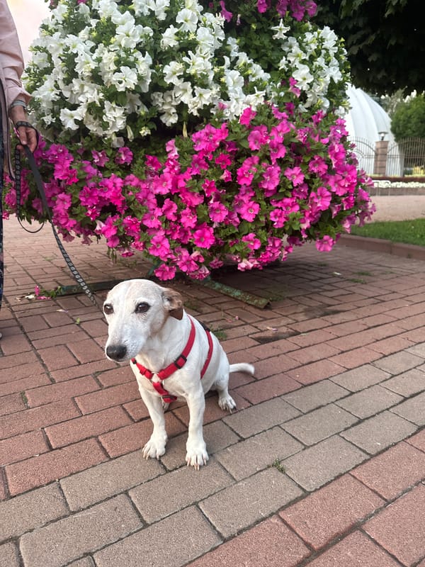 Sunset stroll through a flower-lined Kyiv park path