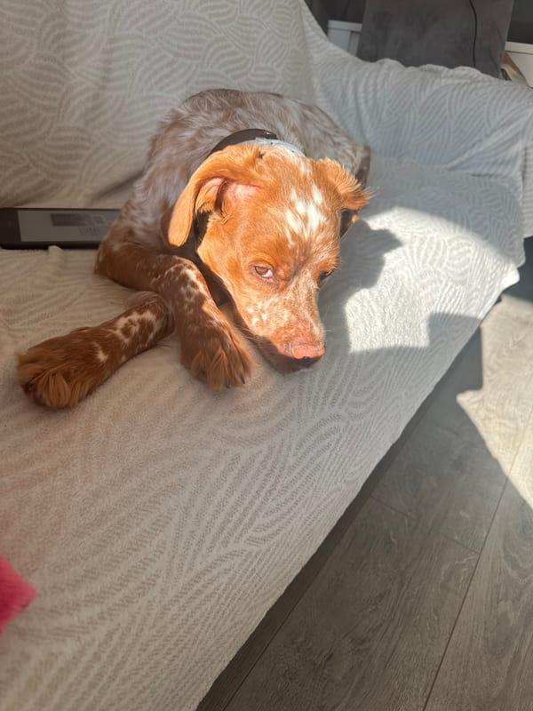 Sofia resident documents quiet morning with dog and pancake breakfast