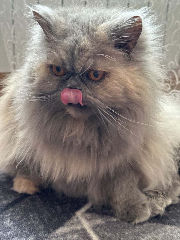 Grey Persian cat lounging at home in Chaikovsky