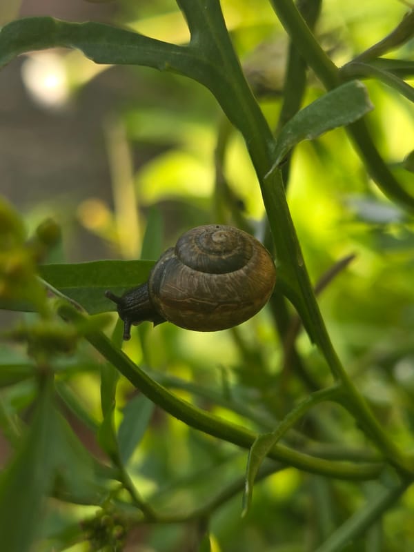 Garden macro shots in Frolovo: snails, berries, roses, and embers