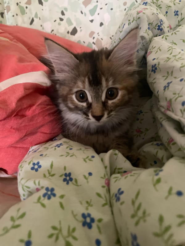 Kittens on a stool, camera-ready in a home kitchen
