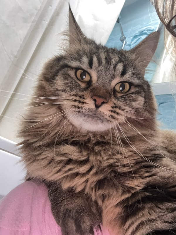 Maine Coon cat photographed resting in Izhevsk, Russia