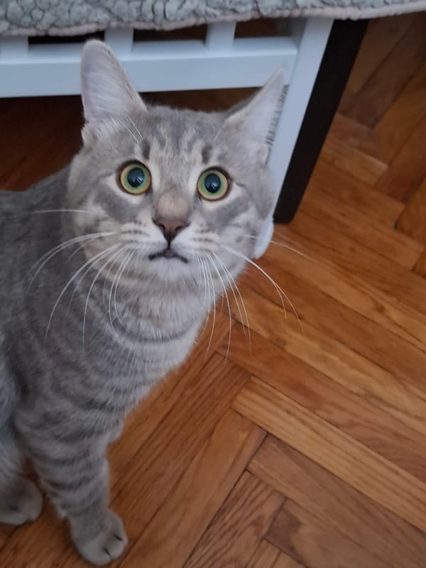 Grey tabby cat photographed in playful poses around Novi Sad home