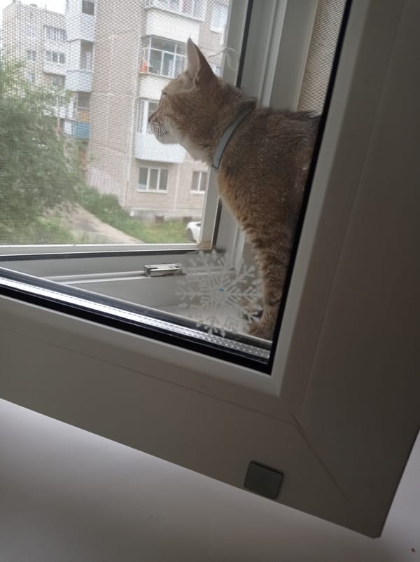 A houseful of cats going about their morning in Degtyarsk