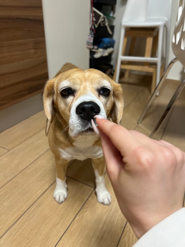 Beagle at home — treats, yawns, and lazy poses
