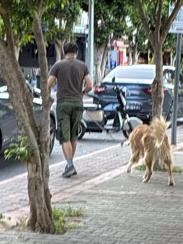 Street life, stray animals, and a helicopter over Alanya