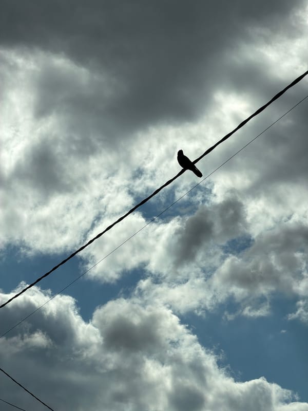 Bird perches on power lines under storm clouds in Latvia