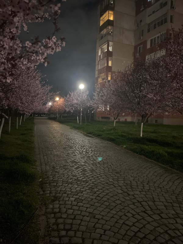 Cherry blossoms illuminate cobblestone walkway in Plovdiv at night