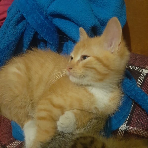 Kittens on blankets, night lights, and colorful fact cards