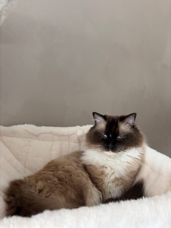 Ragdoll Cat Spotted Multiple Times in Rijswijk Home Setting