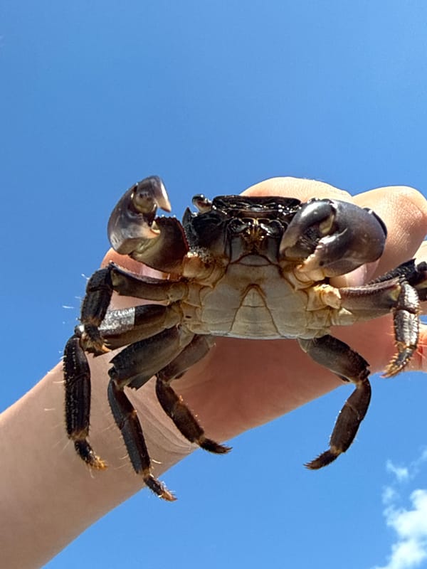 Beachgoers collect crabs on pebble shore in spring afternoon