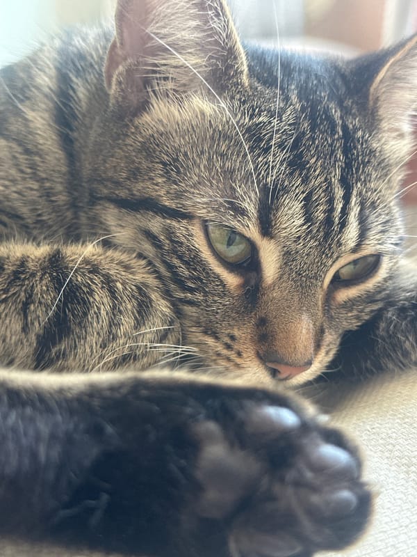 Morning photography session captures tabby cat and garden flowers in Sofia