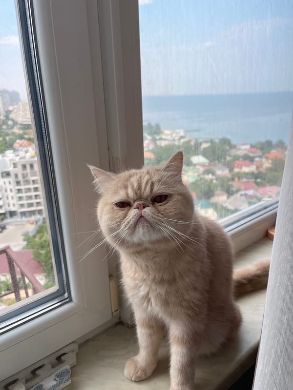 Two cats, two windowsills, two very different vibes.