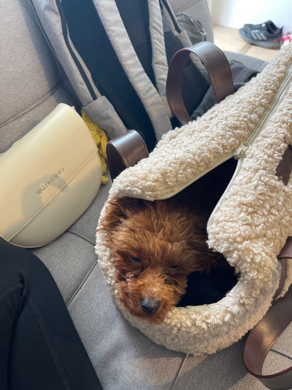 Poodle spotted napping in handbag, floor in Bulgarian home
