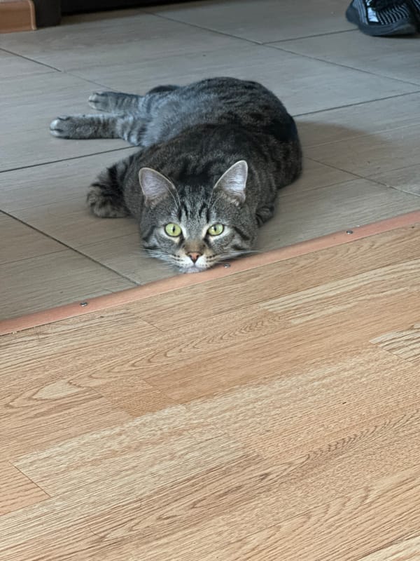Tabby cat plays with owner in Stavropol home