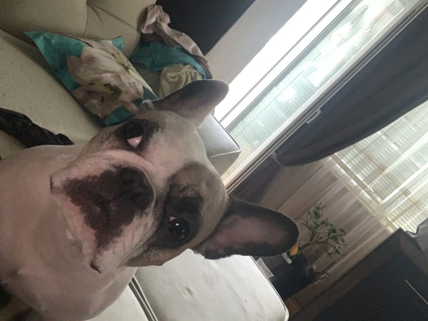French Bulldog photographed indoors in Sofia, Bulgaria