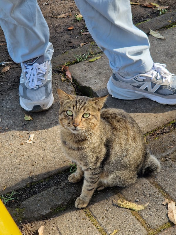 Cat rests near pedestrian in Indonesian park with statue