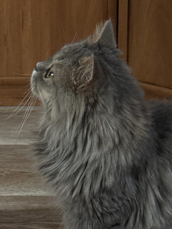 Grey cat and glowing lampshade in a quiet Ukrainian interior