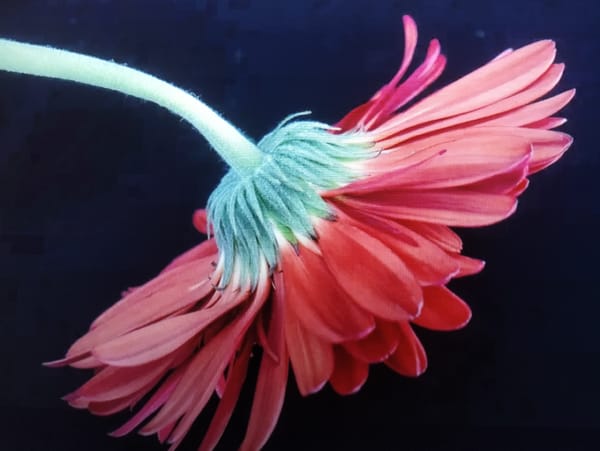 Five scenes, flower to galaxy, no fixed place
