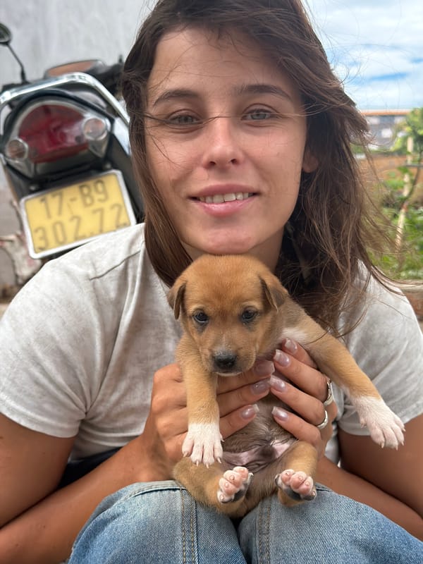 Puppy hangout in Đà Nẵng, lots of cuddles and close-ups