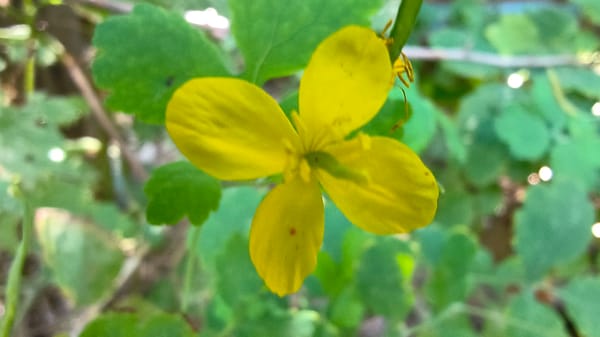 Macro tour of a Russian garden: plants, insects, and spiders