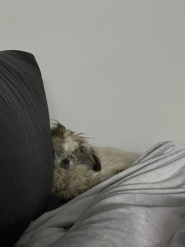 Small dog sleeps peacefully on cushion in Tbilisi home